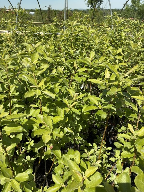 Dense row of bright green shrubs in a sunny plant nursery setting.