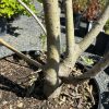 Close-up of a multi-stemmed tree in a black pot, showing smooth grey bark and small lenticels on the trunks, outdoors in a nursery.