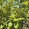 Dense cluster of green oval leaves on thin brown stems under a clear blue sky.