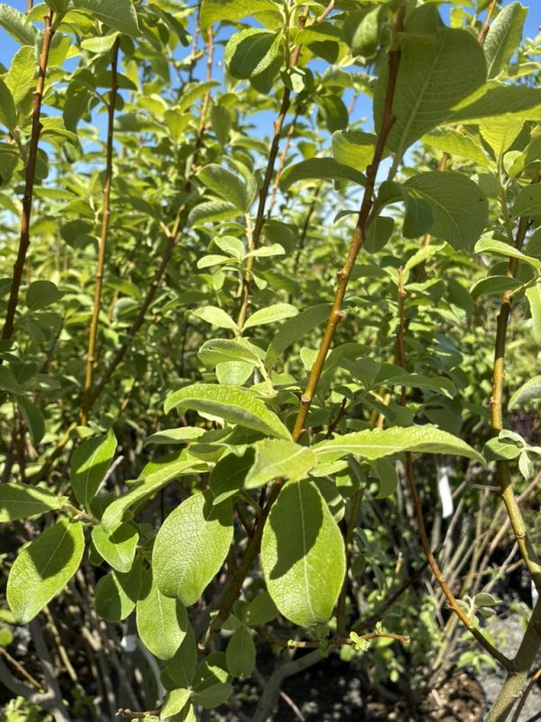 Dense cluster of green oval leaves on thin brown stems under a clear blue sky.