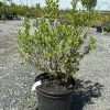 Potted shrub with slender branches and bright green leaves in a black nursery pot on a gravel surface.