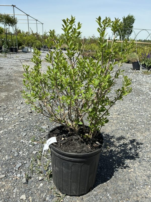 Potted shrub with slender branches and bright green leaves in a black nursery pot on a gravel surface.