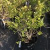 Green-leaved ornamental shrub in a black nursery pot outdoors on fabric ground cover, tag visible on pot.