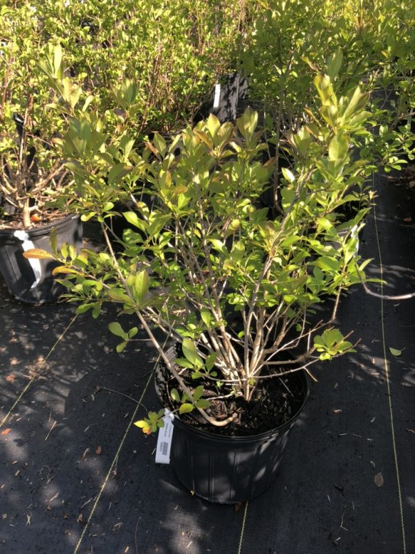 Green-leaved ornamental shrub in a black nursery pot outdoors on fabric ground cover, tag visible on pot.
