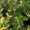 Dense green shrub hedge with glossy oval leaves in bright sunlight.