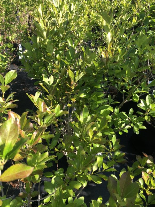 Dense green shrub hedge with glossy oval leaves in bright sunlight.