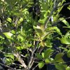 Dense shrub with small green leaves on gray branches in a pot, sunlit with some new reddish-tinged foliage