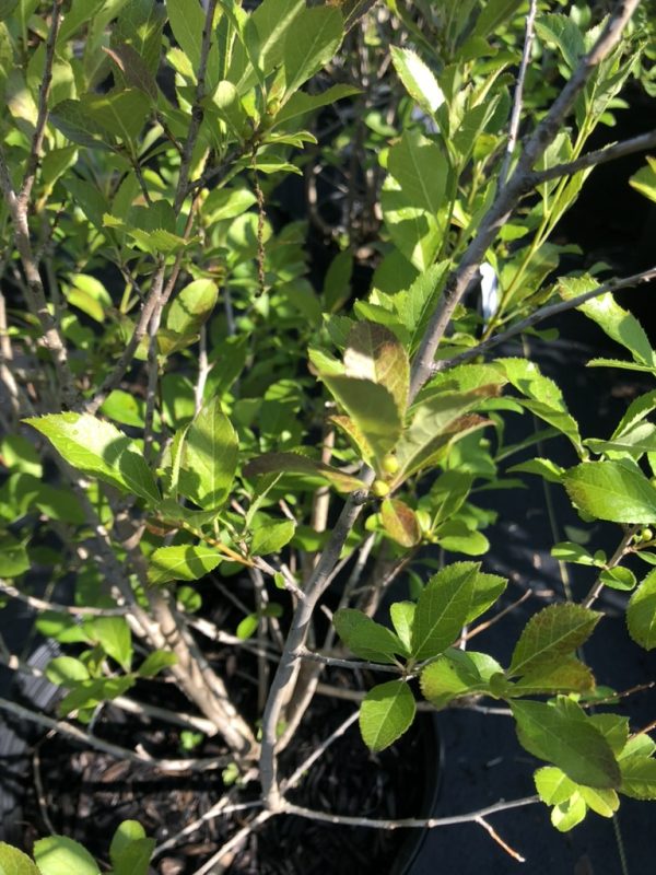 Dense shrub with small green leaves on gray branches in a pot, sunlit with some new reddish-tinged foliage