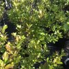 Rows of young green shrubs in black pots at a plant nursery, with glossy leaves and some reddish new growth visible on the tips.