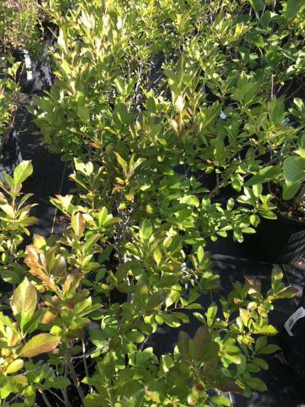 Rows of young green shrubs in black pots at a plant nursery, with glossy leaves and some reddish new growth visible on the tips.