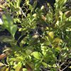 Close-up of a leafy shrub with small oval green leaves, some new growth showing reddish tips and light catching the foliage.