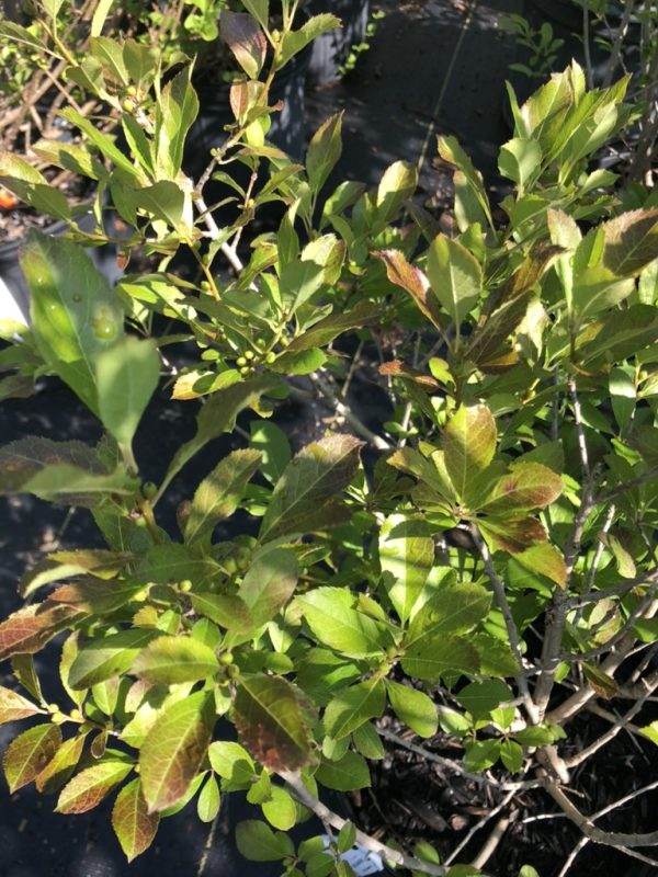 Close-up of a leafy shrub with small oval green leaves, some new growth showing reddish tips and light catching the foliage.