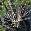 Potted shrub with multiple slender brown stems and small green leaves, surrounded by dark mulch.