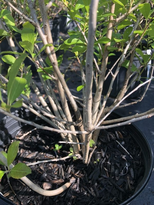 Potted shrub with multiple slender brown stems and small green leaves, surrounded by dark mulch.