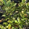 Close-up of a leafy shrub with small green berries among serrated oval leaves, sunlit.
