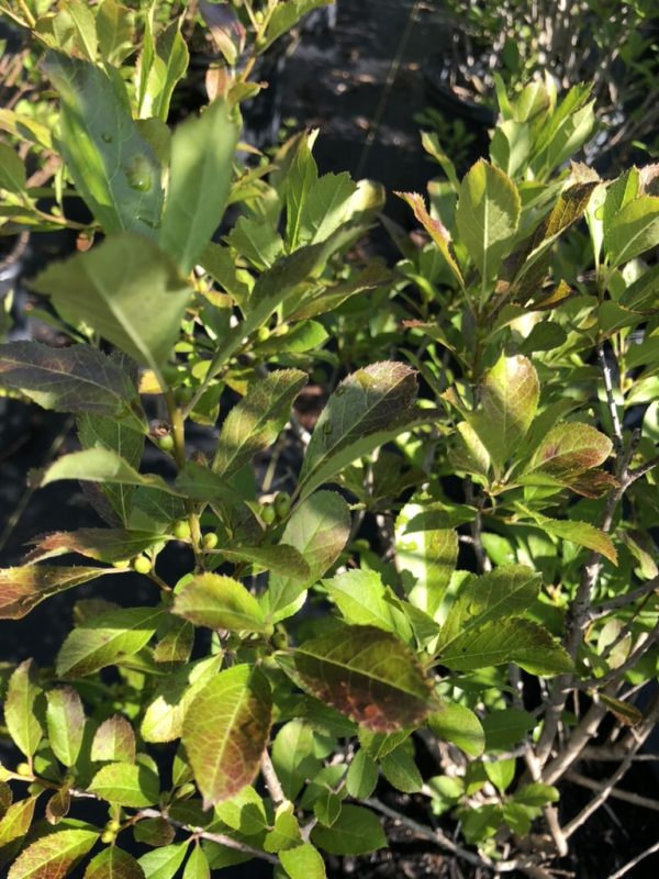 Close-up of a leafy shrub with small green berries among serrated oval leaves, sunlit.