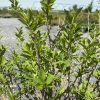 Close-up of bright green oval leaves on thin woody branches in a gravel yard.