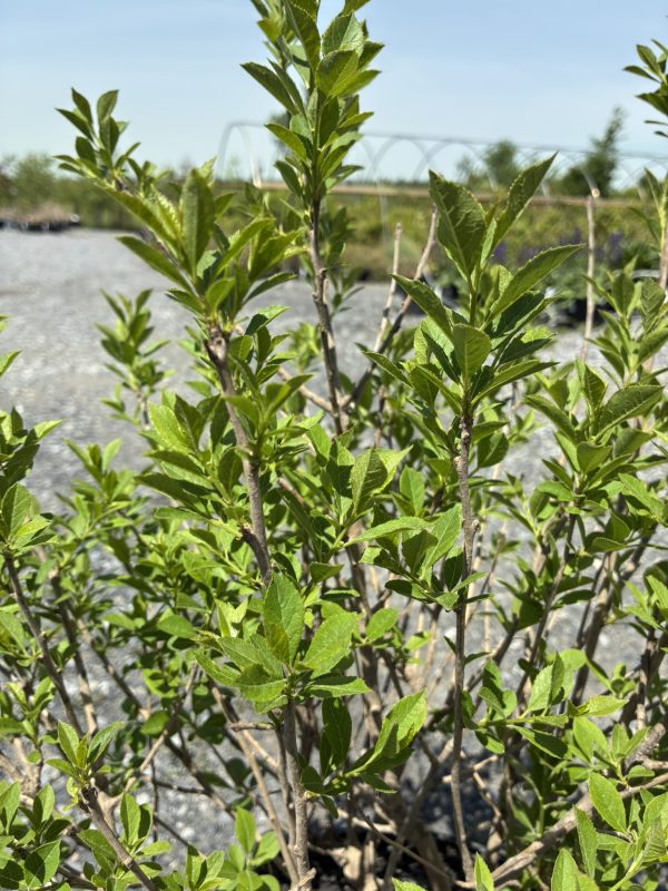 Close-up of bright green oval leaves on thin woody branches in a gravel yard.