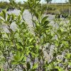 Close-up of a leafy green shrub with slender brown branches in a gravel lot at a nursery, out-of-focus background items visible.