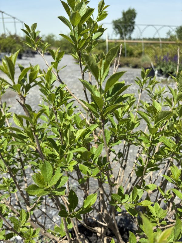 Close-up of a leafy green shrub with slender brown branches in a gravel lot at a nursery, out-of-focus background items visible.