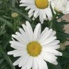 White daisies with bright yellow centers surrounded by green leaves (close-up).
