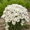 Cluster of white daisies with yellow centers forming a dense bouquet in a garden bed.