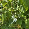 Close-up of lush green leaves with serrated edges and small white blossoms among budding clusters.