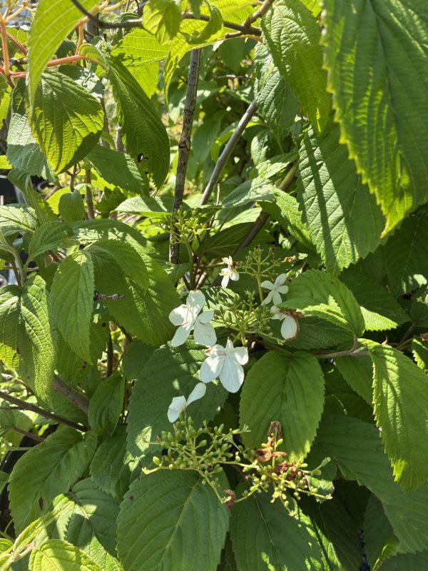 Close-up of lush green leaves with serrated edges and small white blossoms among budding clusters.
