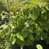 Potted hydrangea shrub with large serrated green leaves and small white flowers in bloom, outdoors at a garden center.