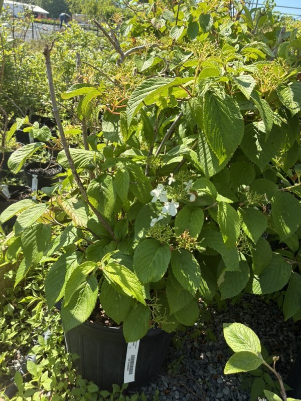 Potted hydrangea shrub with large serrated green leaves and small white flowers in bloom, outdoors at a garden center.