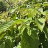 Close-up of bright green, serrated leaves with small emerging flower clusters on a sunlit shrub.