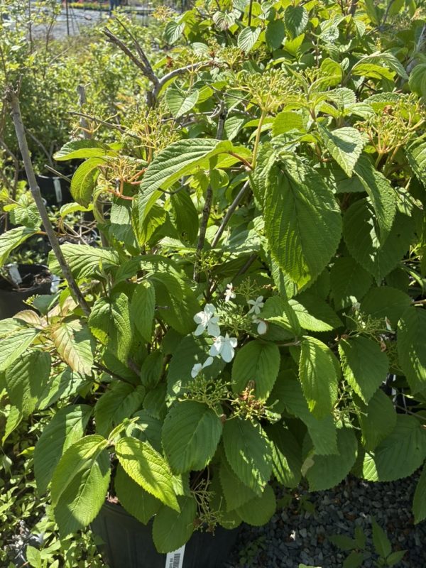 Green hydrangea shrub with large serrated leaves and small white blossoms in clustered panicles.