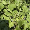 Dense cluster of fuzzy green sage leaves with hairy texture on woody stems.