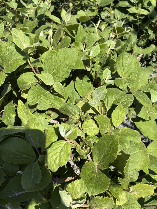 Dense cluster of fuzzy green sage leaves with hairy texture on woody stems.