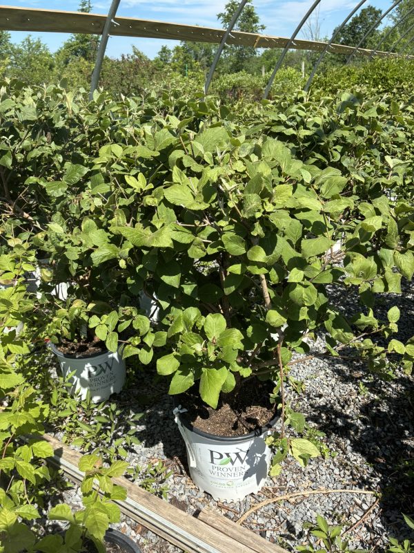Row of potted green shrubs in a plant nursery, gravel ground and metal frames in the background