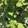 Close-up of a dense green shrub with broad oval leaves in sunlight, likely a garden plant.