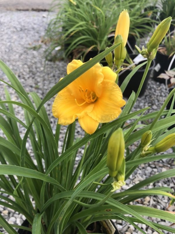 Yellow daylily bloom with elongated green leaves in a garden bed with gravel background, several closed buds nearby
