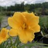 Close-up of a bright yellow daylily bloom with ruffled petals and a blurred garden background.