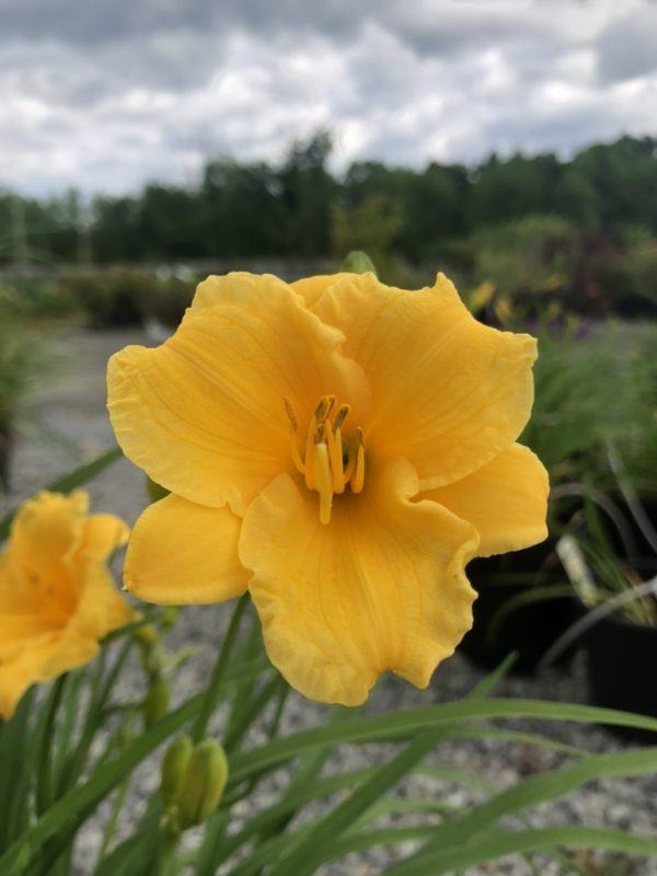 Close-up of a bright yellow daylily bloom with ruffled petals and a blurred garden background.