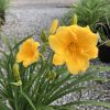 Bright yellow daylilies with unopened buds and long green leaves in a gravel nursery setting.