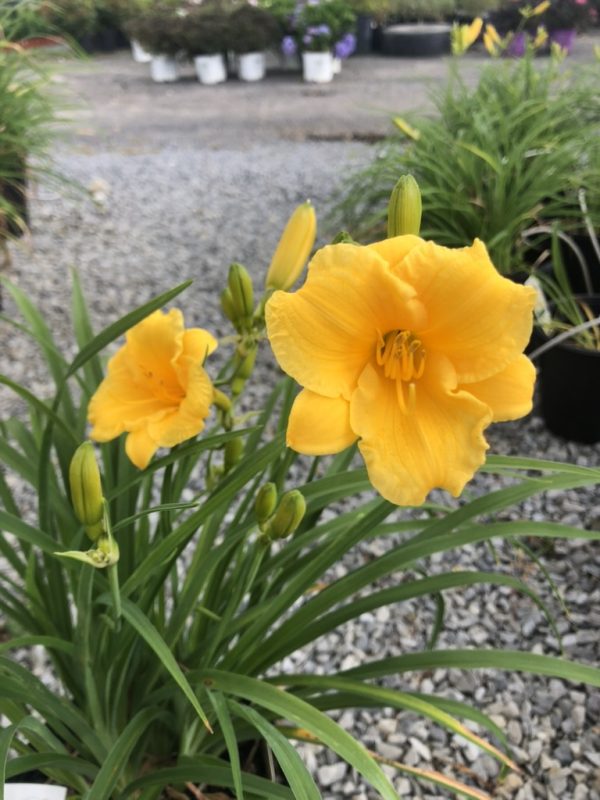 Bright yellow daylilies with unopened buds and long green leaves in a gravel nursery setting.