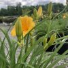 Yellow daylily blossom with several closed buds on tall green stems in a garden nursery setting.