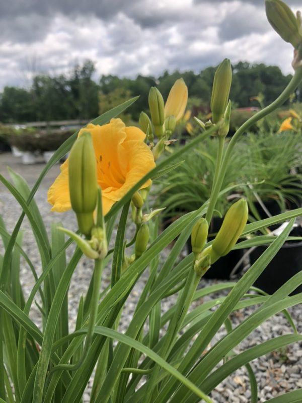 Yellow daylily blossom with several closed buds on tall green stems in a garden nursery setting.
