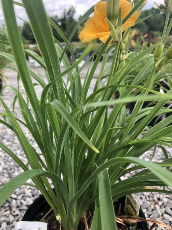 Close-up of a yellow daylily blooming among long green leaves in a pot on a gravel path in a garden setting.