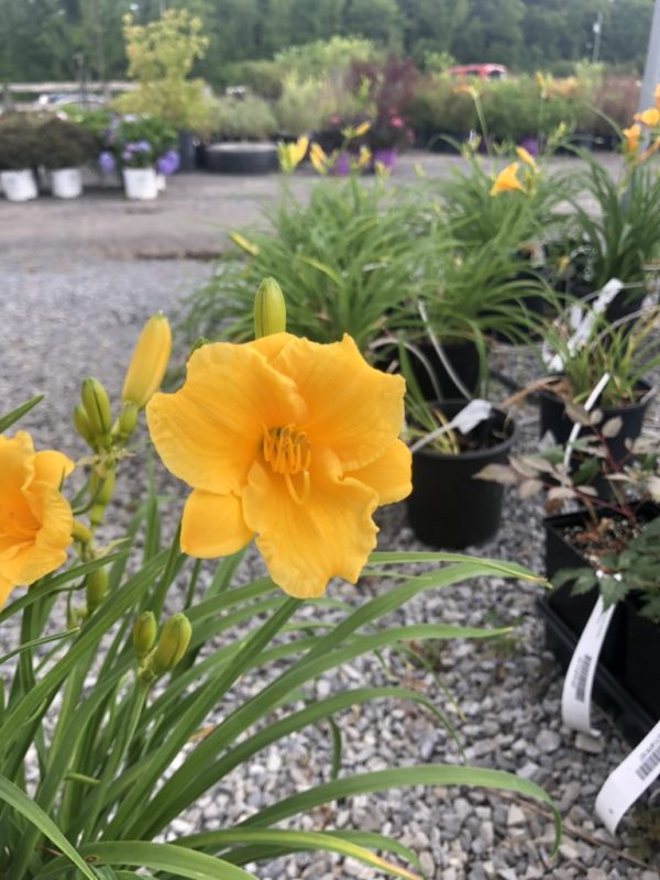Bright yellow daylily in bloom with long green leaves at a plant nursery, surrounded by potted plants on gravel ground.
