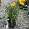 Yellow daylily flowers on a green-leaved plant in a black pot on gravel; a bee sits on the bloom.