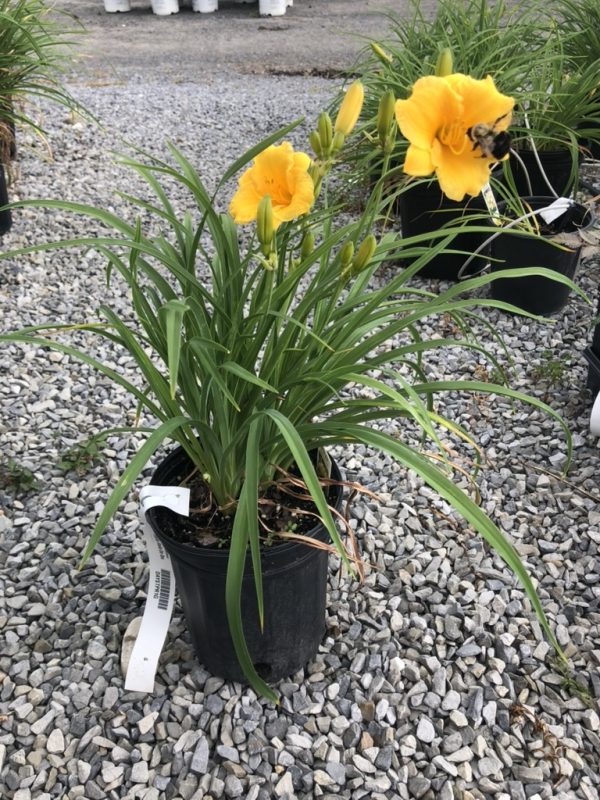 Yellow daylily flowers on a green-leaved plant in a black pot on gravel; a bee sits on the bloom.