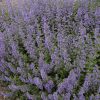 Dense lavender plants with purple flower spikes in a garden bed.