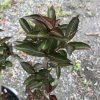 Close-up of a young shrub with dark green, glossy leaves and burgundy new growth, potted against a gravel ground.
