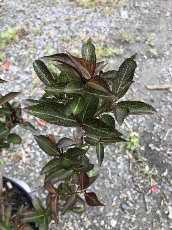 Close-up of a young shrub with dark green, glossy leaves and burgundy new growth, potted against a gravel ground.